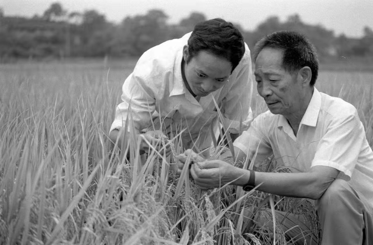 禾下乘涼夢(mèng) 一夢(mèng)注一生