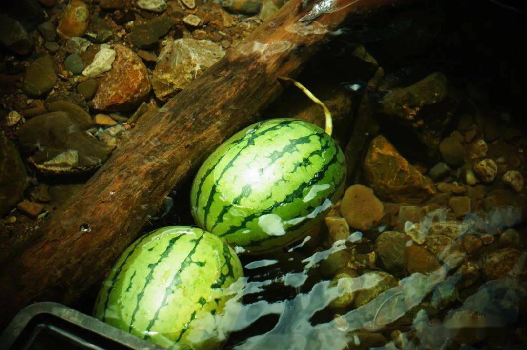 井水鎮西瓜，才是夏天的味道