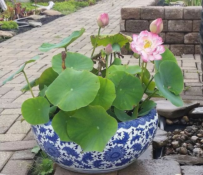今播一顆種，明朝萬山花