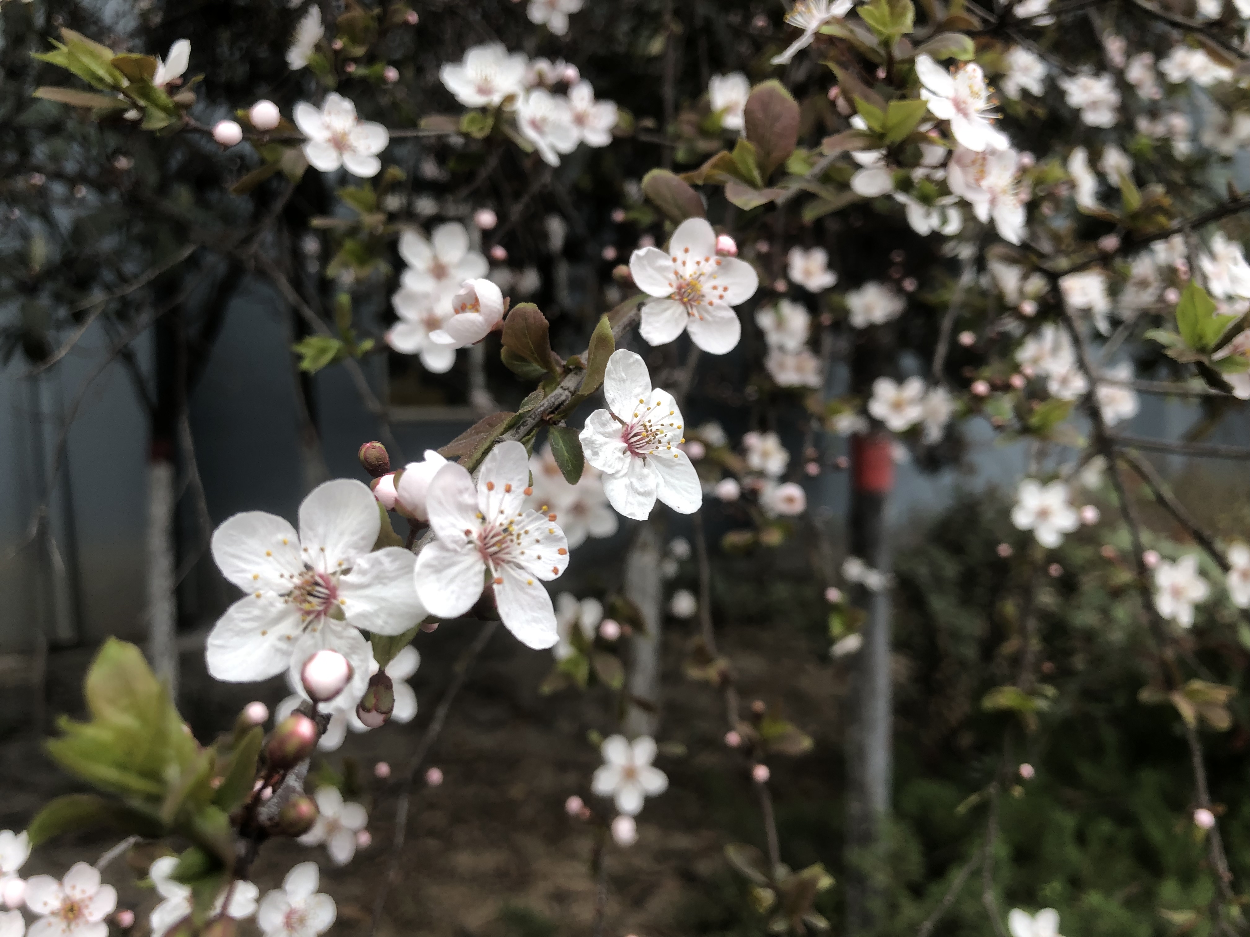 你看，漢鋼正成花海