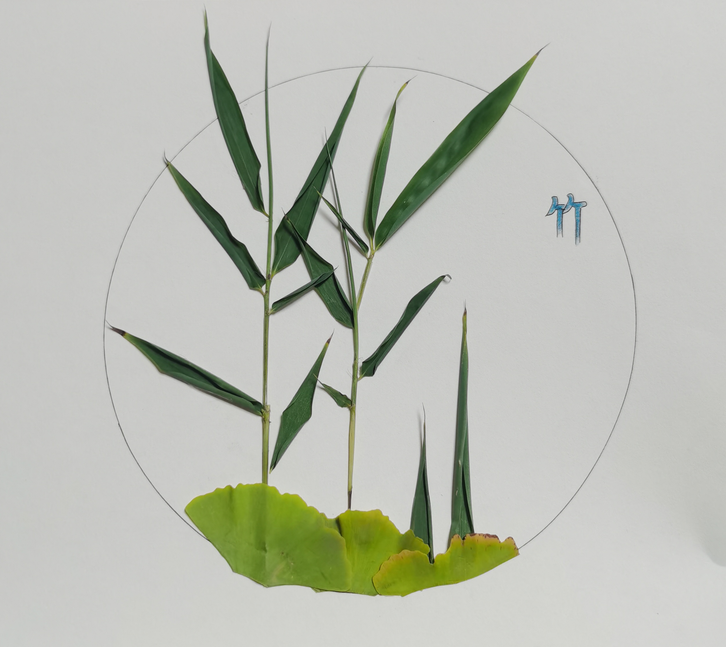 樹(shù)葉畫“廉潔” 清風(fēng)潤(rùn)心田 樹(shù)葉畫“廉潔” 清風(fēng)潤(rùn)心田