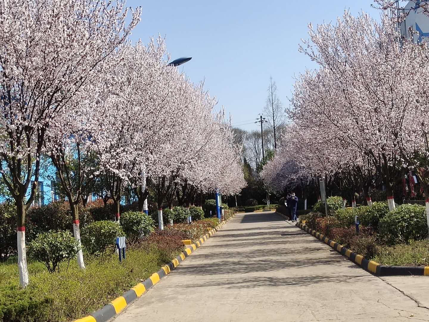 【鋼城文苑】櫻花，夢里與你再相見
