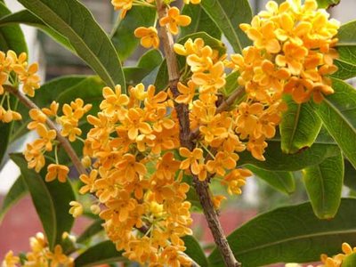 桂花盛開，清風徐來