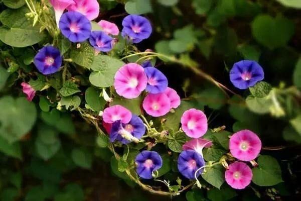 邂逅牽牛花